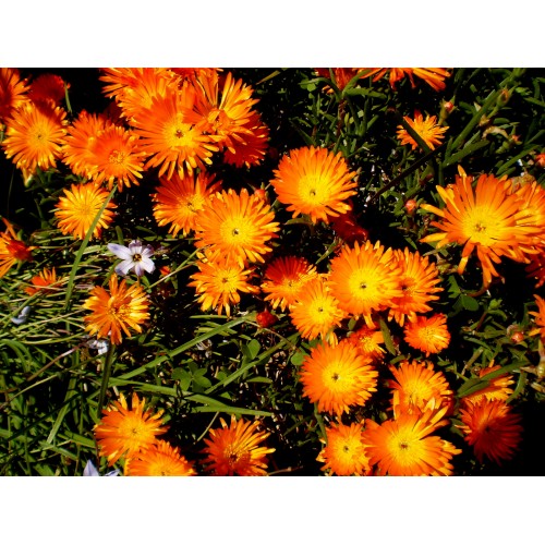 Pigface Orange x 1 Hardy Flowering Plants Succulents Shrubs Groundcover Mesembryanthemum delosperma obtusum Pig Face Hanging Basket Pot